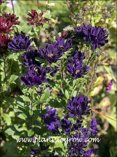 Serenade Blue Chinese Aster